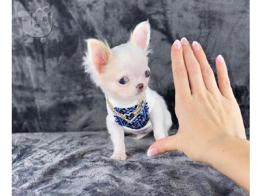 PoulaTo: Κουτάβια AKC reg Chihuahua